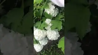 Красота калина Бульдонеж