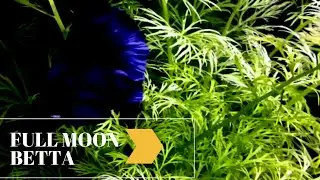 Full moon  betta and veiltail  betta 1