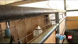 Arts and Crafts for Heart of Tucson