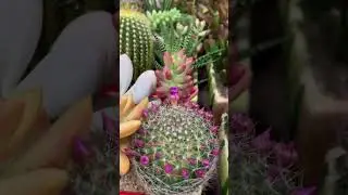 Plant the Most Unexpected Garden of Your Dreams!