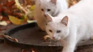 ТИШИНА