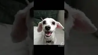 Mascotas antes y después de ser adoptados #shorts
