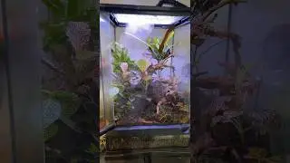 Go Watch The Full Video!!!🌳🐸 ​#bioactive #terrarium #dartfrog #enclosure #diy #treytriesthings