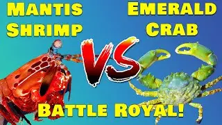 Survival Challenge: Mantis Shrimp vs Emerald Crab