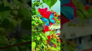 NATURE VIDEOGRAPHY #1  #nature #viralvideo