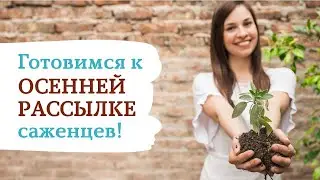 Подготовка к осенней рассылке саженцев