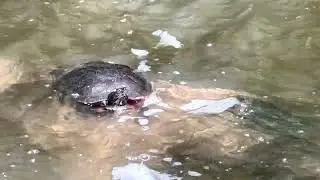 Walking Tour of Central Park Zoo in New York