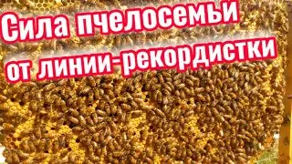 🟢Селекция пчелы Бакфаст.🟠Семья-рекордистка по миролюбию и медопродуктивности!!