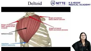 Scapular muscles and spaces final
