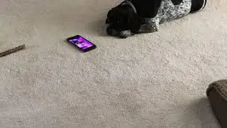 My dog finds out about pearl’s secret rap career