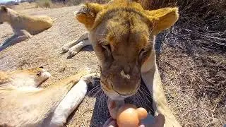 Cute toy lion cub meets real lions!