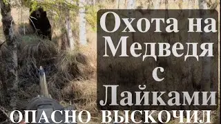 Атака медведя, упал в трёх метрах.