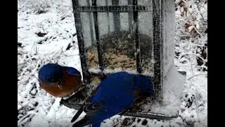 Remembering the Snowbirds