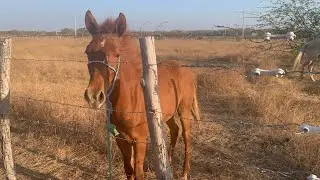 Cavalinho lindo