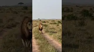 Rongai pride beautiful male lions #kruger #animals #hyena #lion #wildlife #elephant #leopard #wolf