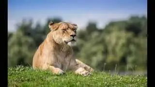 Nature Wild & Non Wildlife Photography By Karl Redshaw ARSPS CrGPP