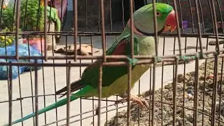 হলুদ রঙের পাহাড়ি টিয়ার ভিডিও 😍🦜🦜