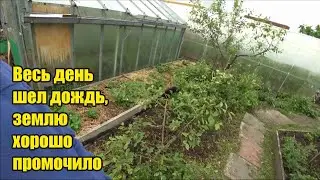 Дождь. Фанера для поделок. Посылки. Гадкий комментарий. Почтой в 2 раза дешевле. Пасынковала томаты