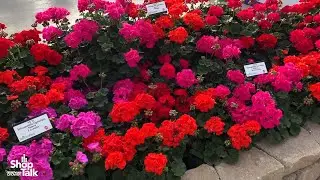 California Spring Trials 2024: Interspecific Geranium Solera Series From Ball FloraPlant
