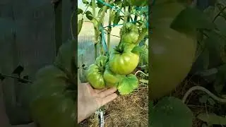 Обзорная, теплицы с томатами. Июль.