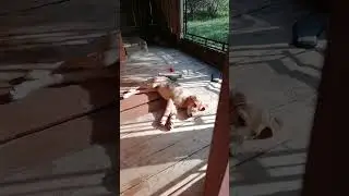 Вьюга с Леса!