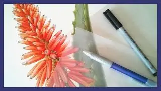 How to check darks and shadows in your botanical art