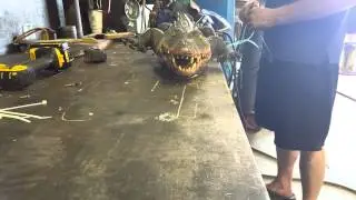 Alligator