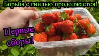 Спасаю клубнику от серой гнили. Первые сборы клубники. Хронология в 8 дней.