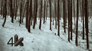 WINTER FOREST WALK IN SNOW, CRUNCHING SNOW SOUND ASMR, 4K CINEMATIC NATURE VIDEO (BINAURAL SOUND 3D)