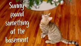 Sunny found something
