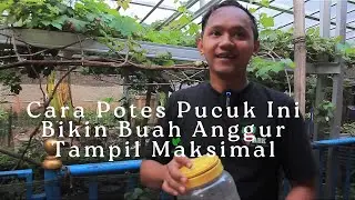 Must Know!  How to shoot shoots so that the size of the grapes is maximized