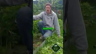 Как свет и воздух влияют на малины? Узнайте секреты ухода!
