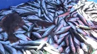 Рыболовство в Балтийском море. Лиепая, 13.04.2019