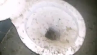 Visitando casa abandonada deu ruim