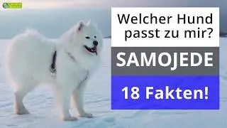 Ist ein Samojede der richtige Hund für mich? 18 Fakten über Samojeden!