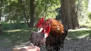 Петух ест мороженое