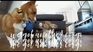 SURPRISING MY CORGI WITH A NEW SISTER | NEW PUPPY VLOG