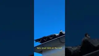 Very small bird on the roof #bird #animals