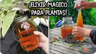 ESTE ABONO CASERO ES ORO PURO - Elixir MAGICO Para CRECIMIENTO Explosivo De TUS PLANTAS