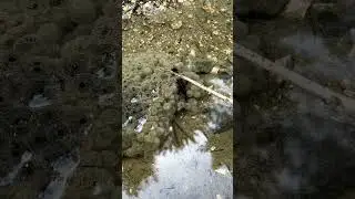 Юные Натуралисты нашли яйца лягушек