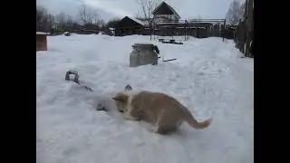 вельш-корги пемброк( пацаны )
