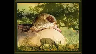 Turnpike Troubadours - Heaven Passing Through (Official Lyric Video)
