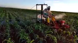 Mini trator em milho aplicando