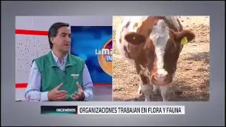 Mauricio Fabry Hay un daño muy grande en la flora y fauna por los incendios | 24 Horas TVN Chile