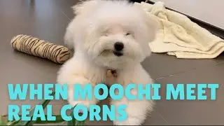 【Moochi’s Vlog】What happen when your dog meet the real corns for the first time