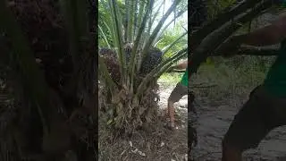 panen sawit buah super besar