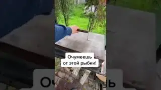#форель