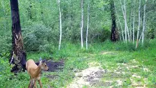 Самка косули, видео с фотоловушки