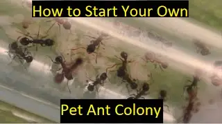 How to start your own pet ant colony