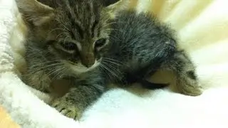 Felpa 01 - Cute kitten's first day at 